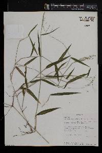 Panicum trichocladum image