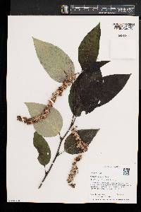 Populus balsamifera image