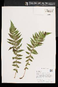 Athyrium asplenioides var. cyclosorum image