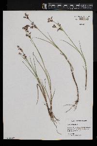 Juncus articulatus image