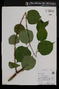 Reynoutria japonica image