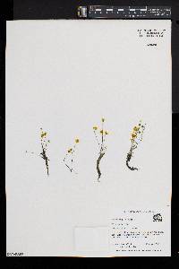 Utricularia gibba image