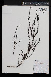 Jamesbrittenia burkeana image