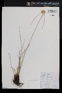 Cyperus sphaerocephalus image