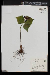 Trillium erectum image