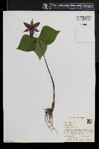 Trillium erectum image