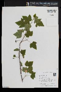 Ribes americanum image