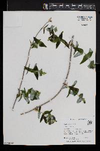 Lonicera dioica image