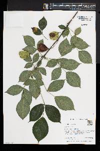 Staphylea trifolia image