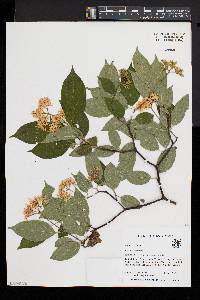 Cornus obliqua image