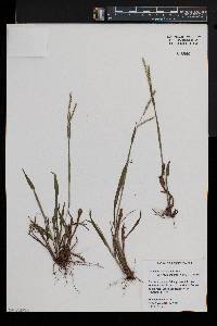 Paspalum setaceum var. muhlenbergii image