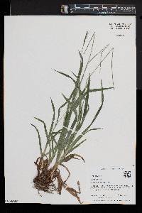 Carex hirtifolia image