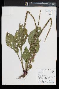 Plantago rugelii image