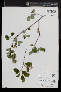 Amelanchier sanguinea image