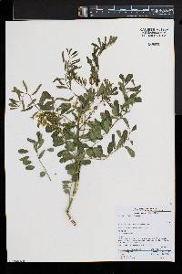 Calpurnia glabrata image