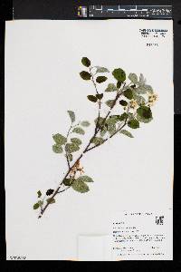 Amelanchier sanguinea image