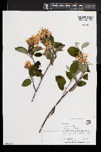 Amelanchier amabilis image