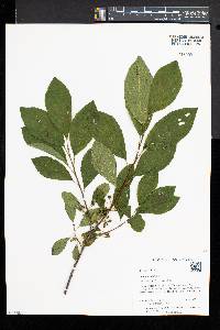 Rhamnus alnifolia image