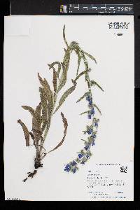 Echium vulgare image