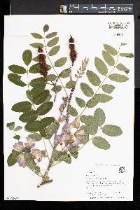 Robinia hispida image