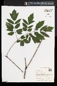 Actaea racemosa image