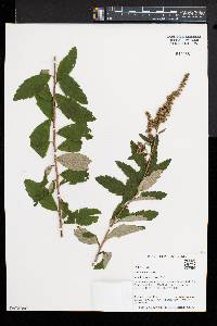 Spiraea tomentosa image