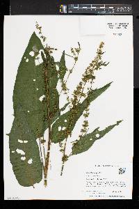 Rumex obtusifolius image