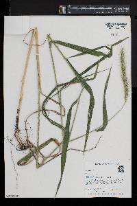 Elymus riparius image