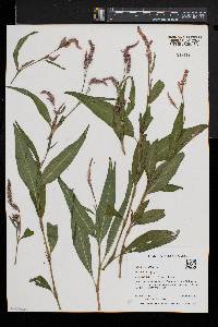 Persicaria glabra image