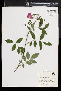 Rosa virginiana image