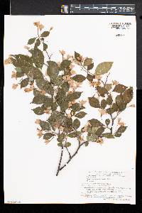 Styrax japonicus image