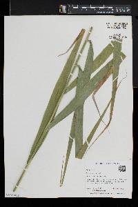 Phragmites australis image