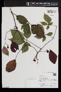 Parthenocissus inserta image