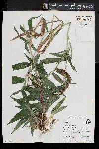 Dichanthelium latifolium image