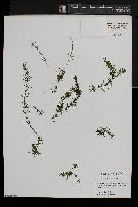 Hydrilla verticillata image