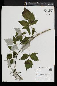 Rubus occidentalis image