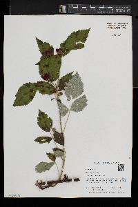 Rubus occidentalis image