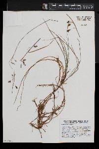 Carex paupercula image