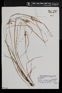 Carex baileyi image