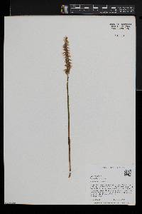 Spiranthes arcisepala image