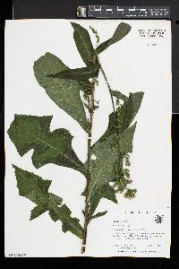 Lactuca biennis image