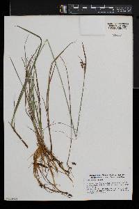 Carex paupercula image