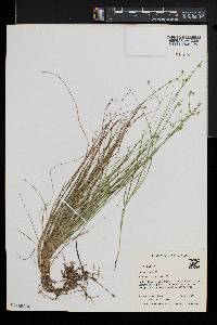 Carex trisperma image