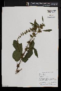 Rumex obtusifolius image