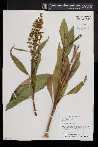 Rumex altissimus image