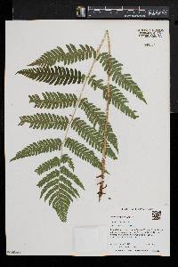 Dryopteris goldieana image