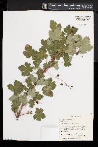 Ribes lacustre image