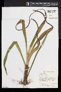 Stenanthium gramineum image