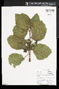 Ficus sycomorus image