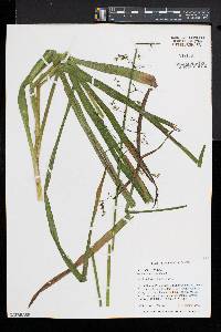 Stenanthium gramineum image